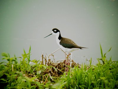 116-01730 Black-necked Stilts