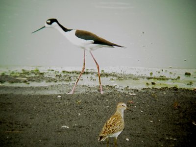 116-01734 Black-necked Stilts