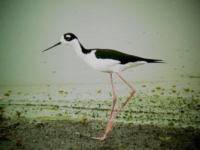 116-01735 Black-necked Stilts