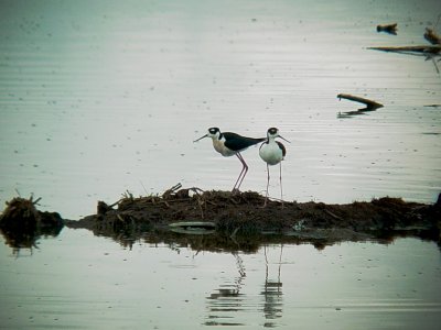 116-01736 Black-necked Stilts