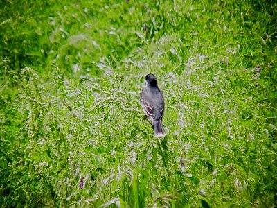 116-01693 Kingbird