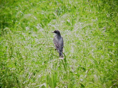 116-01695 Kingbird