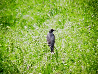 116-01696 Kingbird