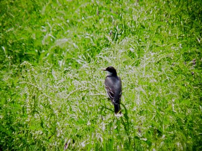 116-01697 Kingbird