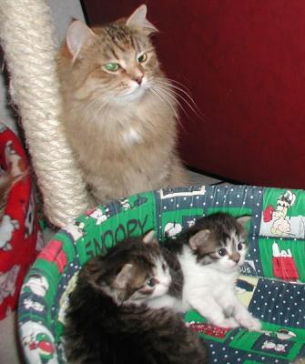 Mom Miisa is watching - in the kitty bed the girls Boogitar and Tpl