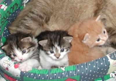 Mom Miiisa and the kittens at three weeks of age.