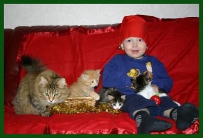 Eemil, the Santa, and the kittens.  Eemil-tonttu ja pennut.