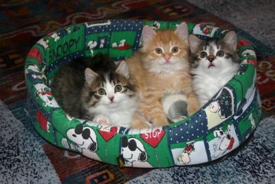 Three kittens at seven weeks
