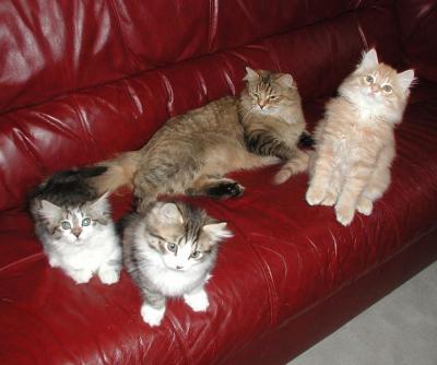 Mom  Miisa and the kittens