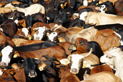 Cattle Pictures