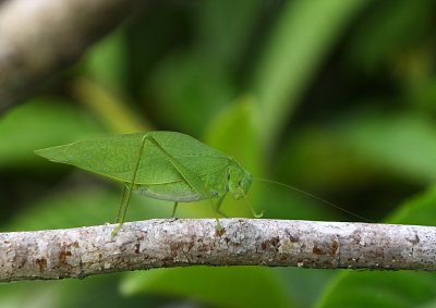 Insect.JPG