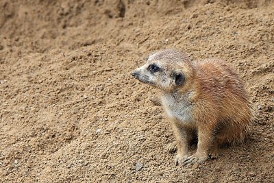 Meerkat.JPG