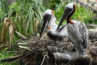 Pelicans.JPG