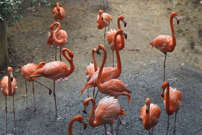 Flamingos.JPG