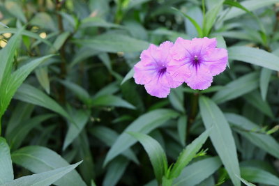 Purple Flower.JPG