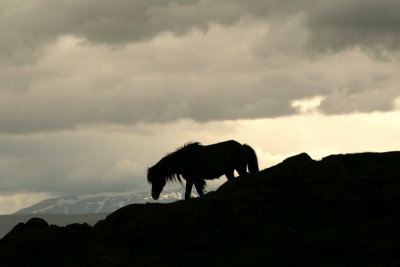 Iceland horses , near Varmaland, 5-6 (20D) - 3671x.jpg
