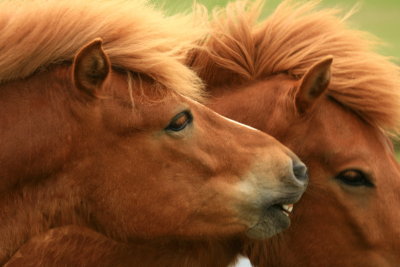 Horses of Iceland