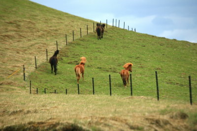 Horses of Iceland