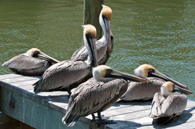 Boca Grande Florida in 2010