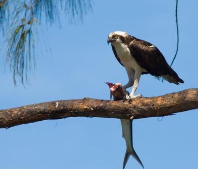Boca Grande, Florida Birds over Spring Break