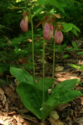 Lady's Slippers on Eastman Mountain