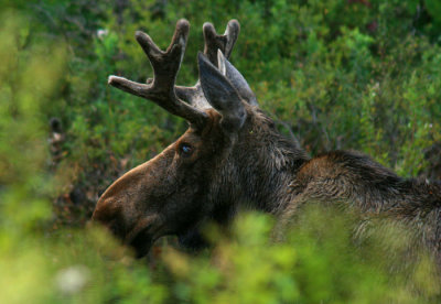 Old Bull Moose