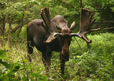 King of the Pemigewasset Wilderness (c)