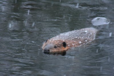 Beaver in Spring Snow Shower