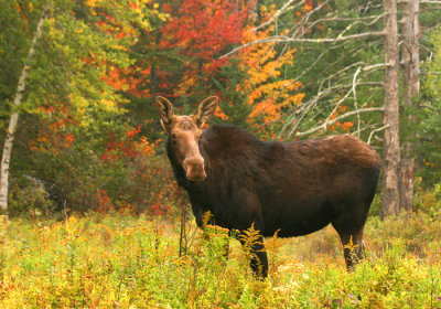 Autumn Cow Moose (a)