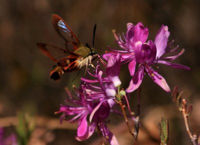 Hummingbird Moth on Rhodora (a)