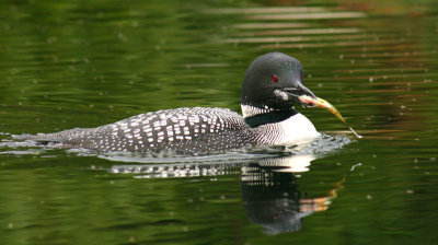 Loon With A Meal