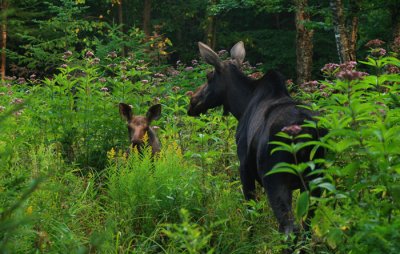 Mama Moose and Calf in a Patch of Joe Pye Weed
