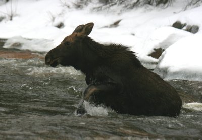 Calf Bull Moose Fording the Swift River (a)