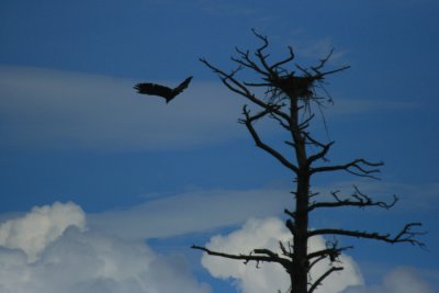 Eagle's Nesting Tree