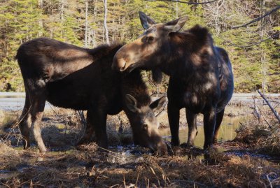 mama moose and calf in Pinkham Notch