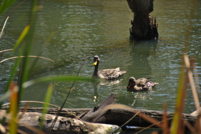 Ducks at peace