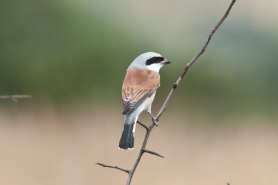 DSC_9079.jpg