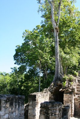 Arbre au-dessus de la vote