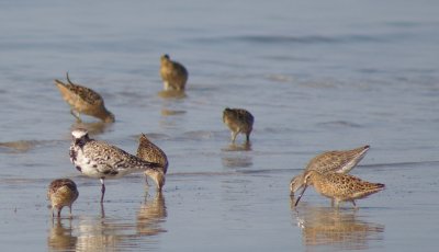 Blackbellied Plover and Short-billed Dowitchers