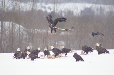 Bald Eagles