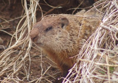 groundhog
