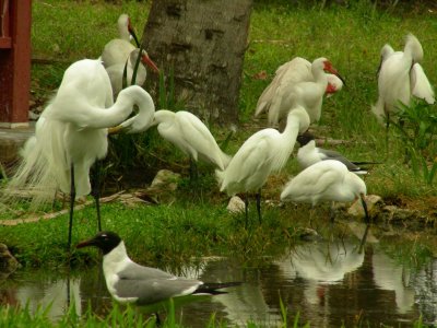 2egrets.JPG