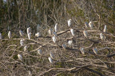 cattle_egret