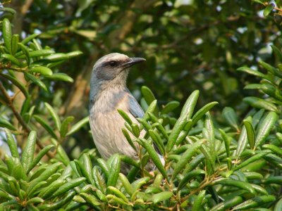 scrub_jay