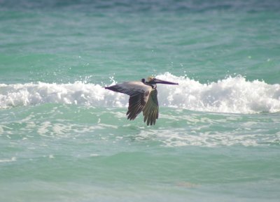 Brown pelican flying bye