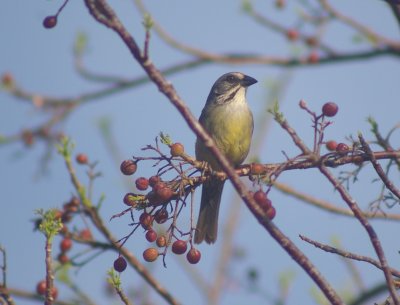 Zapata sparrow