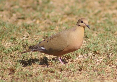 Zenaida dove