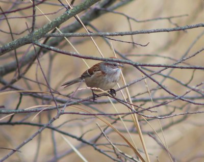 Amer Tree Sparrow