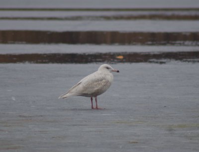 Glaucus gull