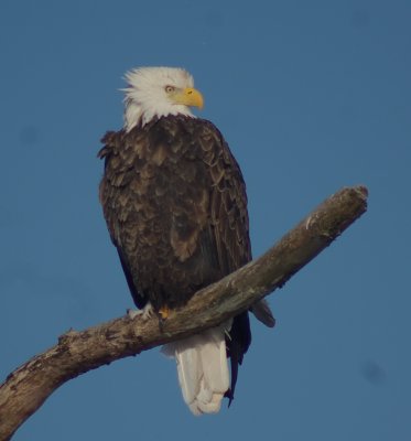 Bald eagle